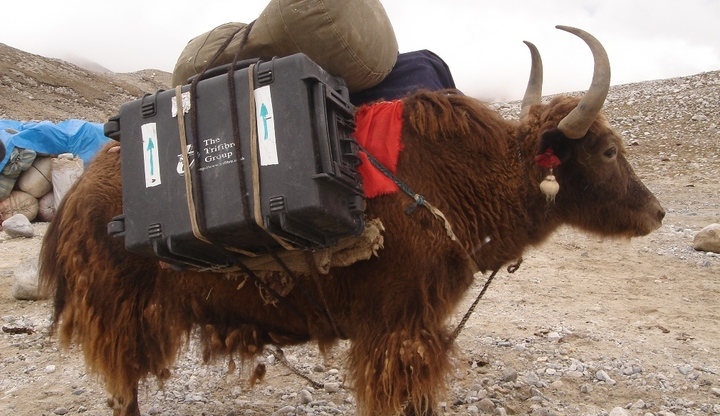 Yak loaded at intermediate camp for ABC
