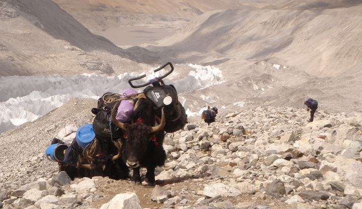 Yaks en route to ABC