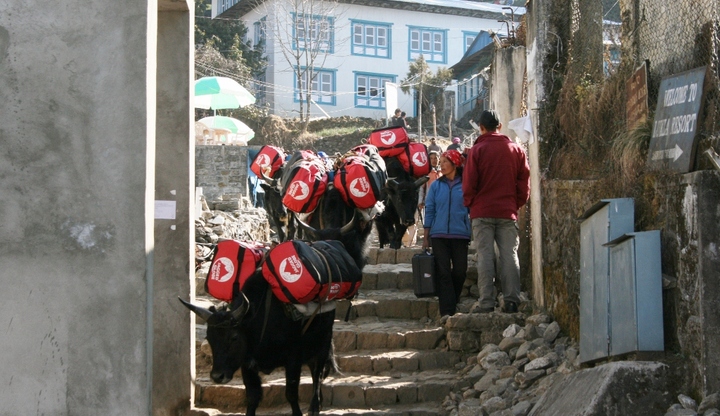 Yaks loaded with XE2 equipment