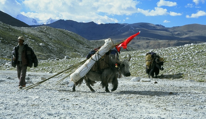 Flagging the Yak