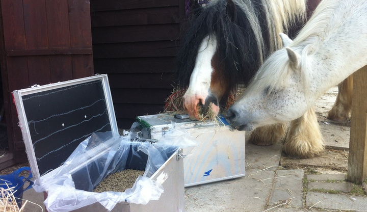 Some of our new friends at the Kilmarnock Horse Rescue enjoy their lunch from their new feed boxes