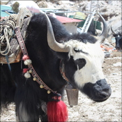 A yak rests after a hard day's trekking