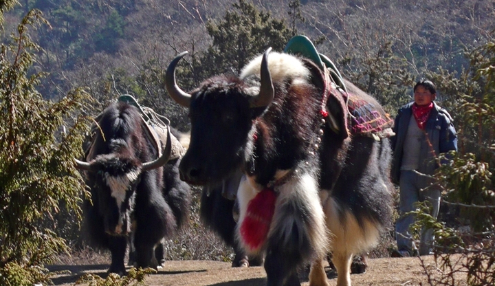 Yaks on the move