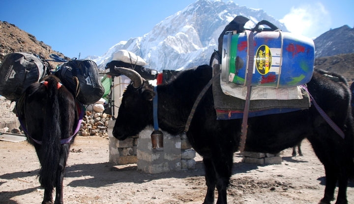 Roger's barrel on a Yak