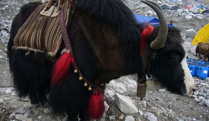 Yak blog photo small