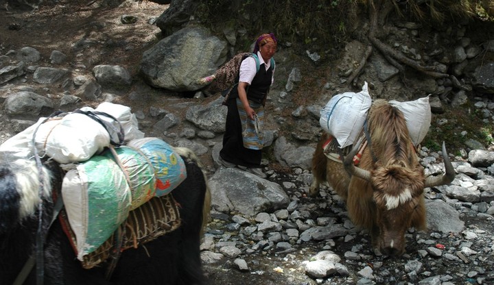 Nepali Lady and Yaks